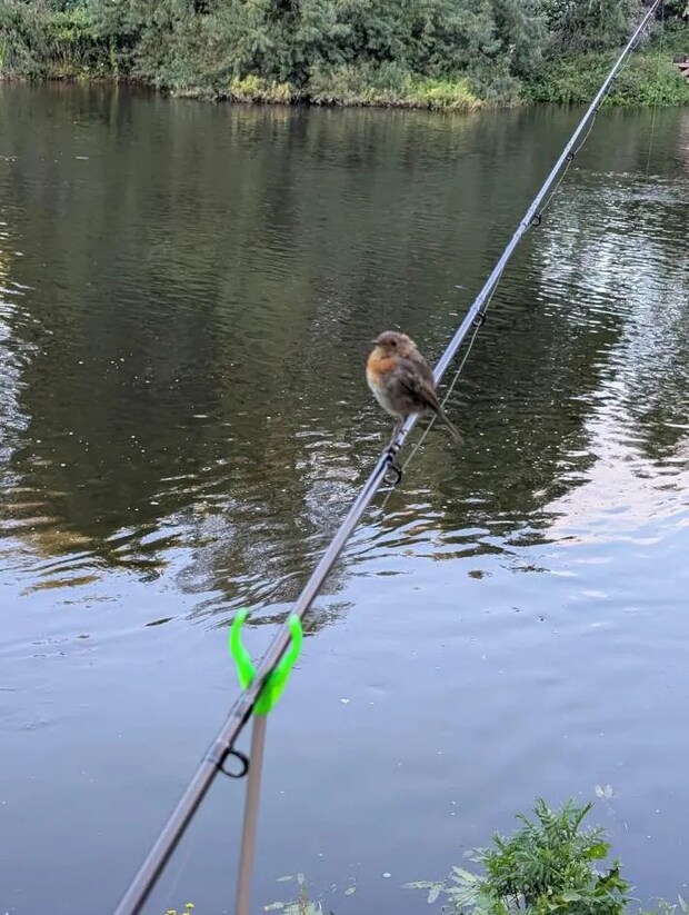 鳥と釣り竿の写真