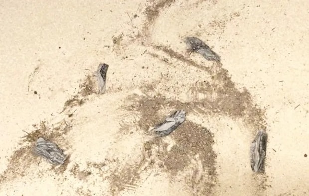 新聞紙で玄関掃除をする写真