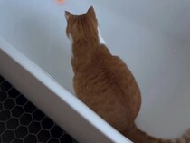 猫じゃらし不要！　バスタブで無限に遊ぶ猫の姿に「なんで今まで思いつかなかったんだ」