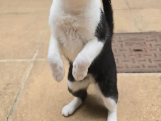 「これぞ至福の顔」　スモークサーモンを食べる猫の『表情』を連写したら？