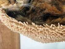 飼い主「引きこもり猫」　ハンモックつきのキャットタワーを買ったら…？