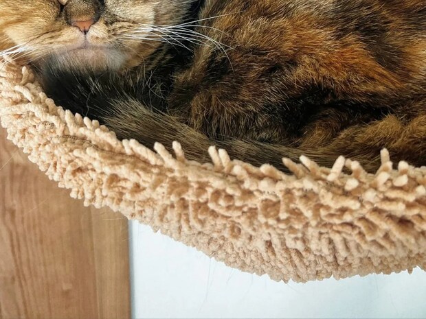 飼い主「引きこもり猫」　ハンモックつきのキャットタワーを買ったら…？