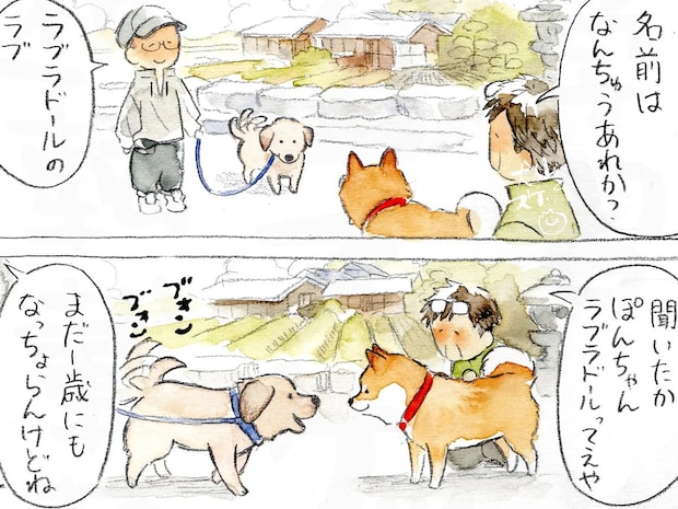 近所のラブラドールと仲良くなった柴犬　その半年後…「心が溶けた」「好きすぎる」