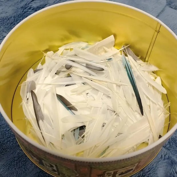 セキセイインコの羽の写真