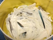 インコからの『プレゼント』　飼い主が大切にする箱の中身が…【エッセイ漫画】