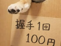 『握手を1回100円』にした柴犬　表情に「朝一で並びます」「喜んで課金する」