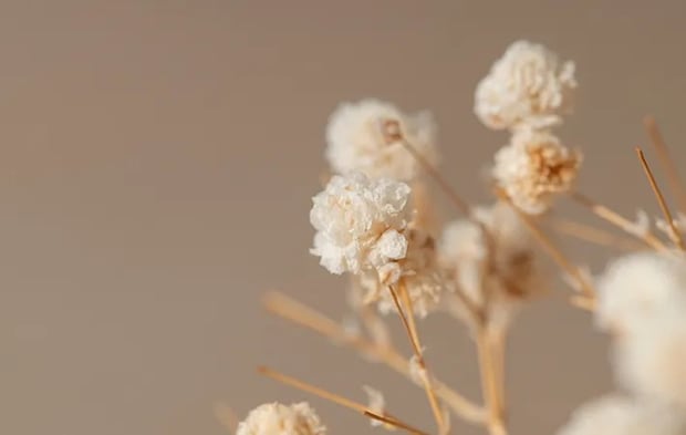 ドライフラワーの写真