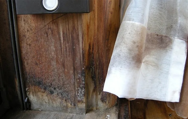 木の窓枠とカーテンに繁殖したカビの写真（撮影：エフシージー総合研究所）