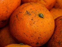 「腐ってると思って捨ててた」　ミカンの『黒い斑点』の正体に「知らなかった」【豆知識4選】