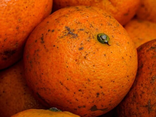 「腐ってると思って捨ててた」 ミカンの『黒い斑点』の正体に「知らなかった」【豆知識4選】