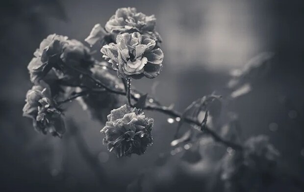 グレーカラーの花の写真