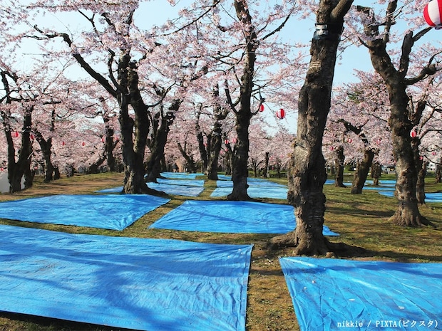 誰もいないブルーシート、勝手に撤去してもいい? 弁護士に聞いた花見のトラブル対処法