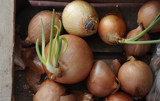 芽が伸びたタマネギの写真