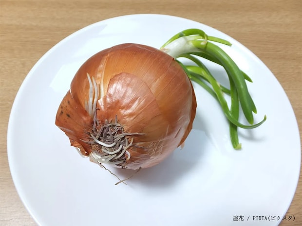 タマネギの『緑の芽』、捨てないで! JAさが「太いネギと似た感覚で…」