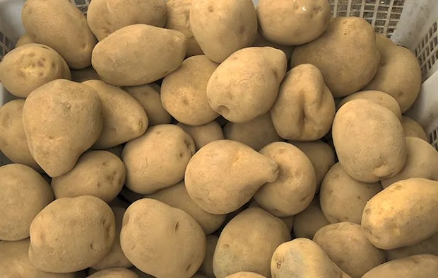 ジャガイモを保存している写真