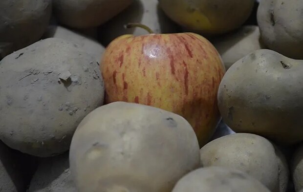 リンゴとジャガイモを一緒に保存している写真