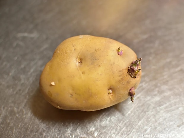 ジャガイモ30個に対して1個！　芽が生えるのを防ぐために効果的な方法は？