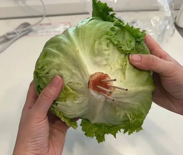 4本の爪楊枝が刺さったレタス（撮影：grapeフード編集部）