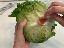 芯に『爪楊枝』を刺したレタス　5日後の変化に「知らなかった」「真似します」