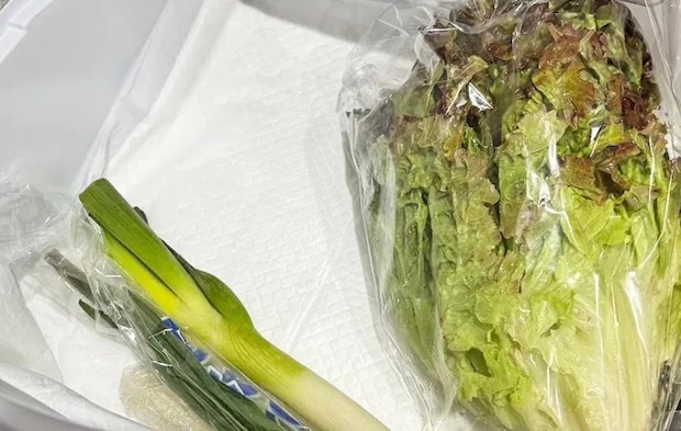 『ペットシーツ活用法』の写真（撮影：キジカク）