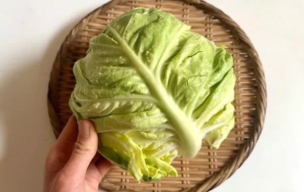 キャベツ、素材の写真（撮影：エニママ）