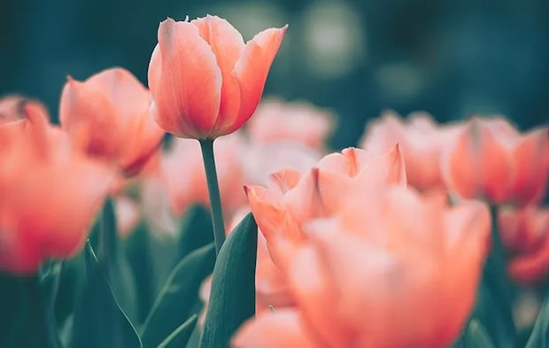 落ち着いた雰囲気の花の写真