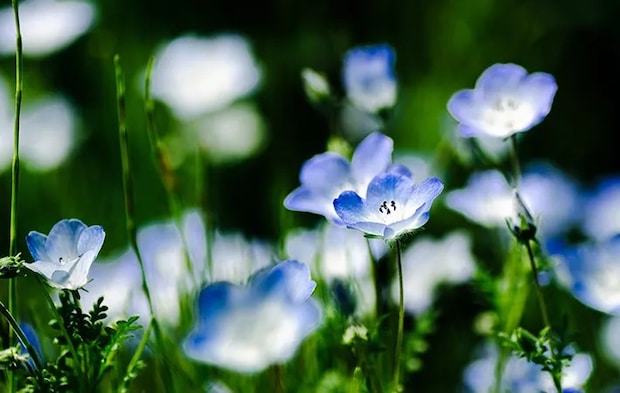 青い花の写真