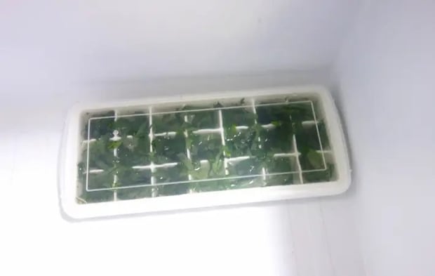 冷凍庫で凍らせている画像（撮影：エニママ）