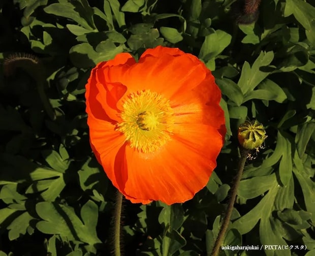 ポピーの花