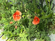 道端に咲くオレンジ色の花、素手で触らないで！　身近な植物に潜むリスクや駆除方法【専門家に聞く】