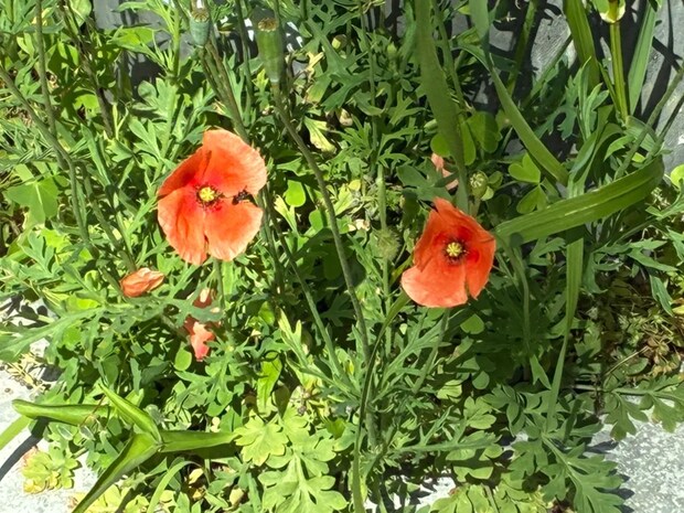 道端に咲くオレンジ色の花、素手で触らないで！　身近な植物に潜むリスクや駆除方法【専門家に聞く】