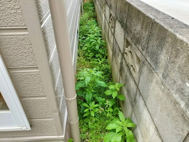 庭の雑草に除草剤は使いません！　代わりに注いだモノに「これなら安心」【暮らしの裏技4選】