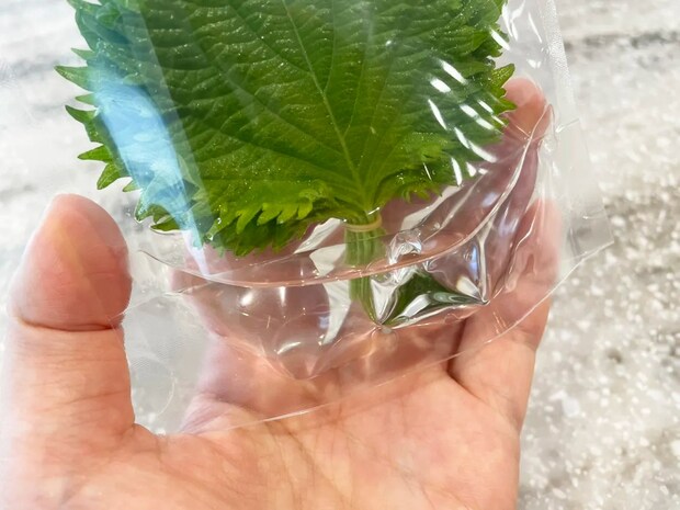 大葉のジッパー袋の水量を写した写真（撮影：grapeフード編集部）