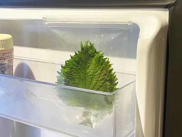 大葉のジッパー袋を冷蔵庫のドアポケットに置いた写真（撮影：grapeフード編集部）