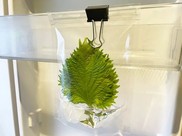 大葉のジッパー袋を冷蔵庫のドアポケットに挟んだ写真（撮影：grapeフード編集部）