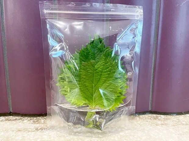 大葉のジッパー袋に大葉を入れた写真（撮影：grapeフード編集部）