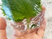 「大葉、またシナシナにしちゃった」←解決してくれる100均アイテムが？【野菜の保存術】
