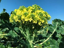 花が咲いたブロッコリー、食べても大丈夫？　安井ファームが回答