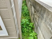 庭の雑草に除草剤は使いません！　代わりに注いだモノに「これなら安心」【暮らしの裏技4選】