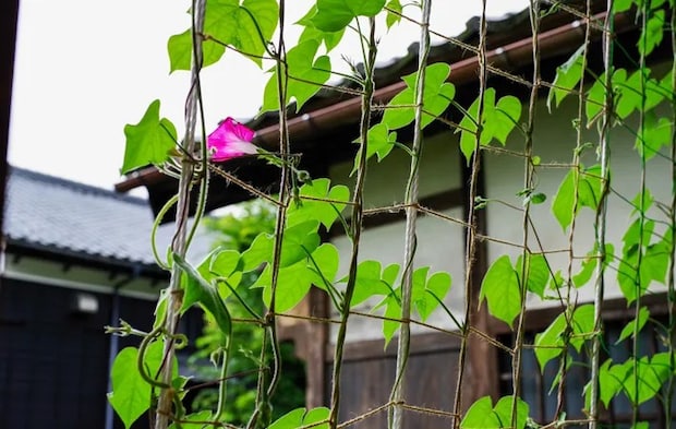 『緑のカーテンに朝顔』の写真