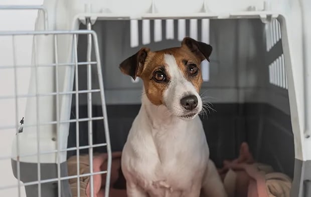 犬の写真