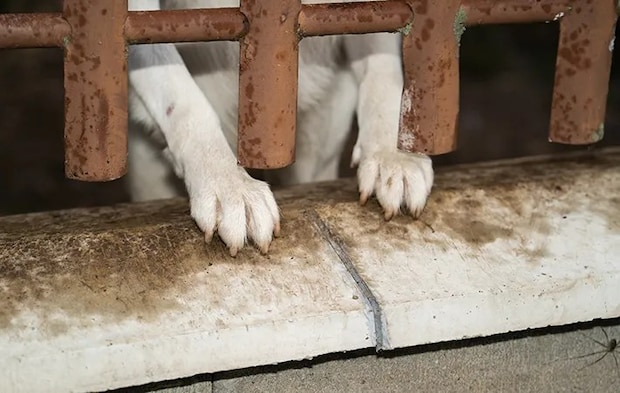 犬の脚の写真