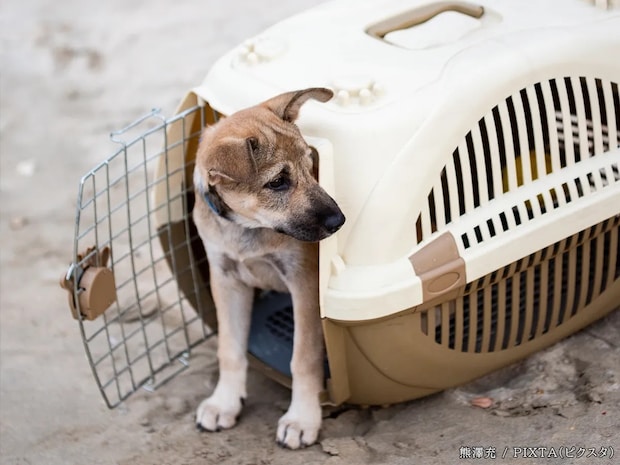 譲渡会の無邪気な犬たちが教えてくれたこと　命への敬意を持つ大切さ