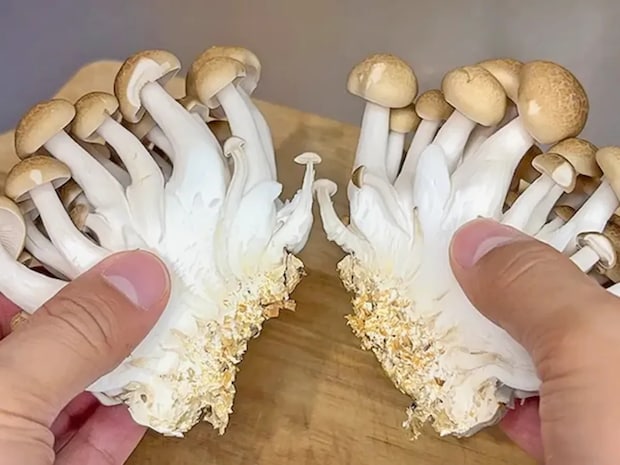 シメジの石づき、こう切って！　無駄なく使えてパラパラほぐれる「カットの裏技」