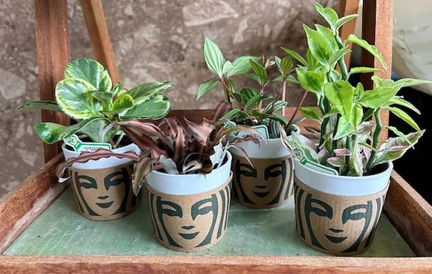 観葉植物の写真（撮影：キジカク）