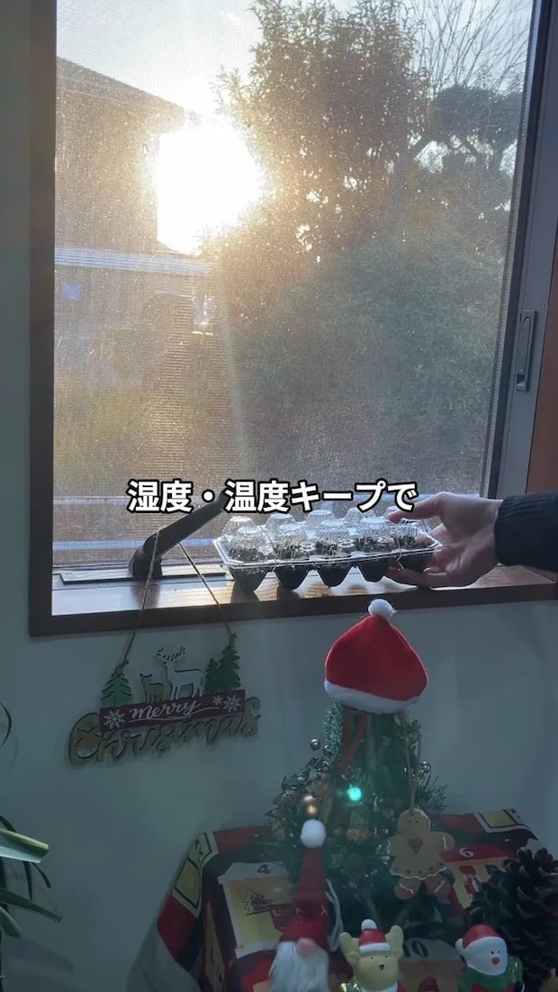 窓際に置いた『卵パック温室』