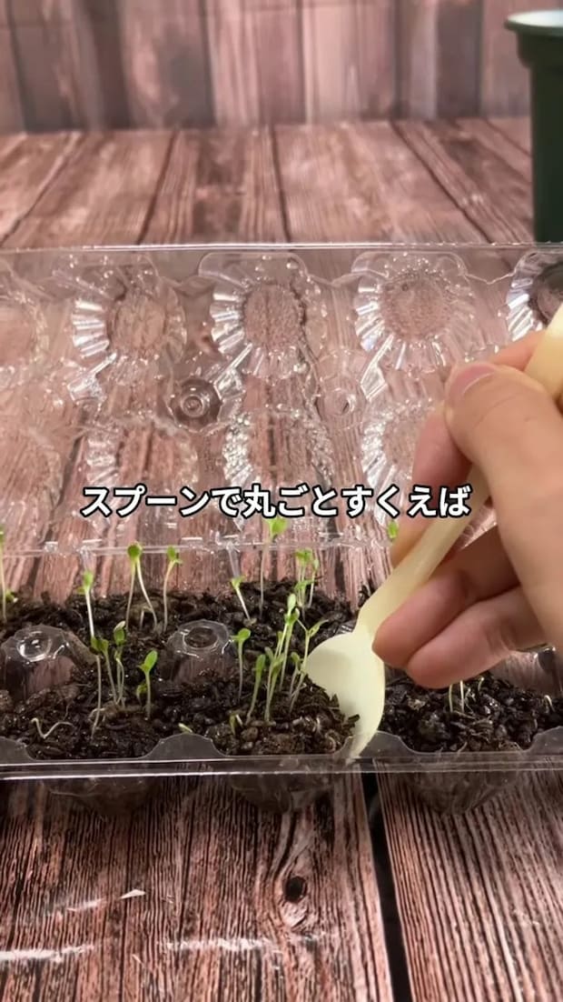 卵パックに入れた苗をスプーンですくう場面