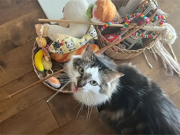 ダイソー猫のおもちゃ収納（撮影：grapeライフハック編集部）