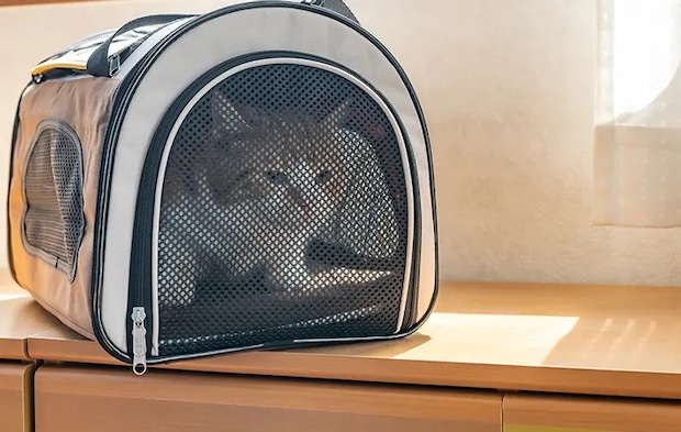 キャリーバッグに入れられた猫の写真
