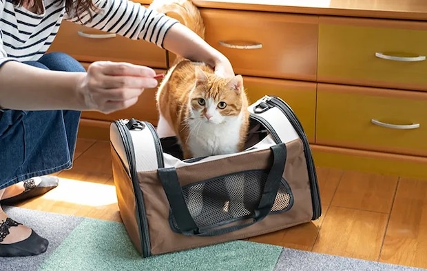 キャリーバッグに入れられた猫の写真
